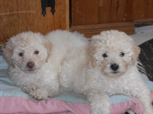 'Barnum', on the right, is still available as of June 20th